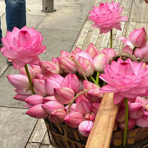 🔥【7 days germination】💐The Sacred Bonsai Bowl Lotus Flower